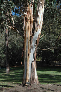 APII jpeg image of Eucalyptus cypellocarpa  © contact APII