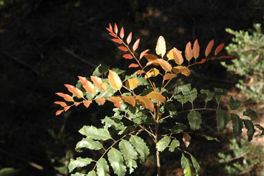 APII jpeg image of Cupaniopsis curvidentata  © contact APII