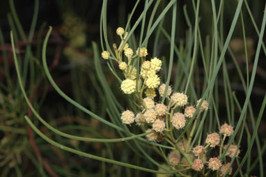 APII jpeg image of Acacia harveyi  © contact APII