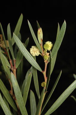 APII jpeg image of Acacia heteroclita subsp. heteroclita  © contact APII