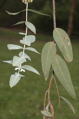 APII jpeg image of Eucalyptus cinerea  © contact APII