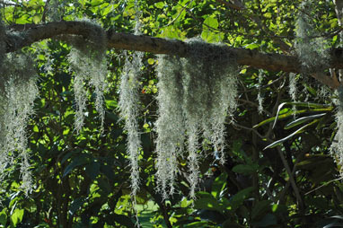 APII jpeg image of Tillandsia usneoides  © contact APII