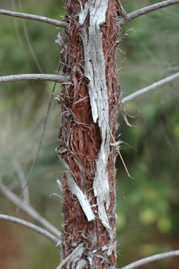 APII jpeg image of Allocasuarina inophloia  © contact APII