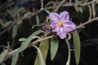 APII jpeg image of Solanum curvicuspe  © contact APII