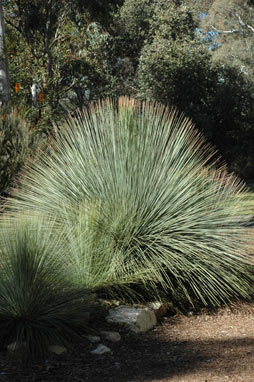 APII jpeg image of Xanthorrhoea glauca subsp. glauca  © contact APII