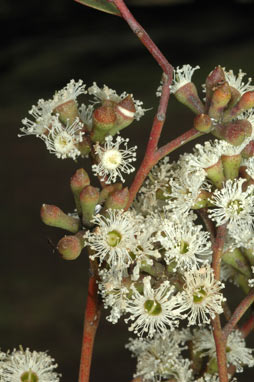 APII jpeg image of Eucalyptus tindaliae  © contact APII