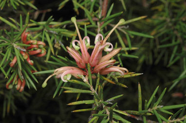 APII jpeg image of Grevillea juniperina 'Pink Lady'  © contact APII