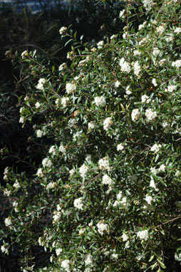 APII jpeg image of Leionema elatius subsp. beckleri  © contact APII