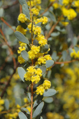 APII jpeg image of Acacia buxifolia  © contact APII