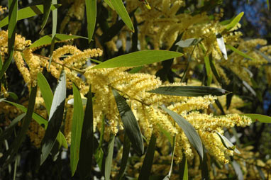 APII jpeg image of Acacia trinervata  © contact APII