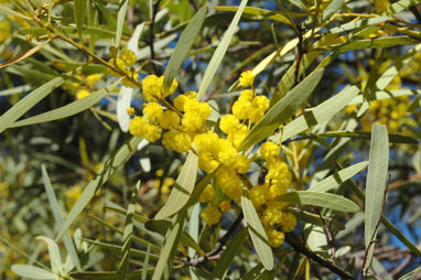APII jpeg image of Acacia obtusata  © contact APII