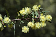 Acacia siculiformis