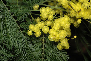APII jpeg image of Acacia filicifolia  © contact APII