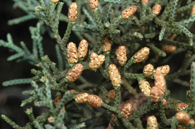 APII jpeg image of Cupressus arizonica  © contact APII