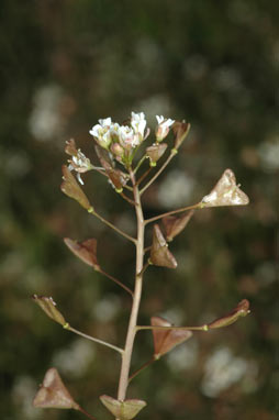 APII jpeg image of Capsella bursa-pastoris  © contact APII