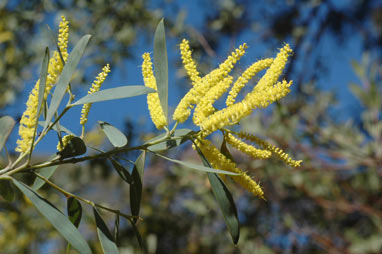 APII jpeg image of Acacia bulgaensis  © contact APII