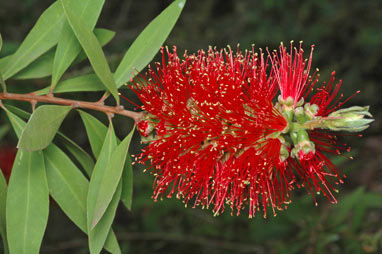 APII jpeg image of Callistemon acuminatus 'Nabiac Red'  © contact APII