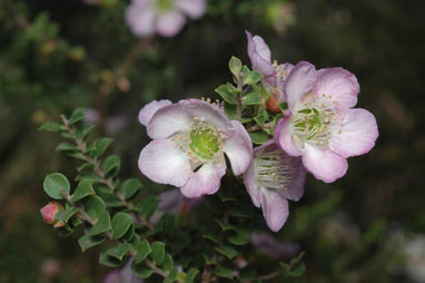 APII jpeg image of Leptospermum scoparium 'Lavender Queen'  © contact APII