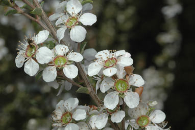 APII jpeg image of Leptospermum myrsinoides  © contact APII