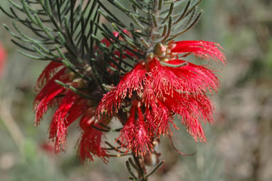 APII jpeg image of Calothamnus quadrifidus  © contact APII