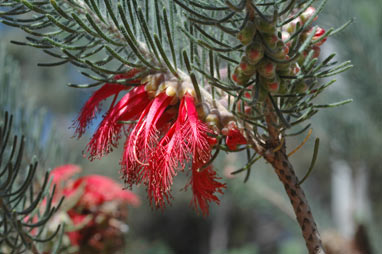 APII jpeg image of Calothamnus quadrifidus  © contact APII