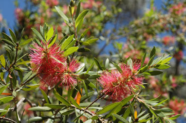 APII jpeg image of Callistemon 'Country Sprite'  © contact APII