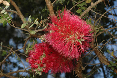 APII jpeg image of Melaleuca elliptica  © contact APII