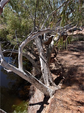 APII jpeg image of Eucalyptus camaldulensis subsp. obtusa  © contact APII