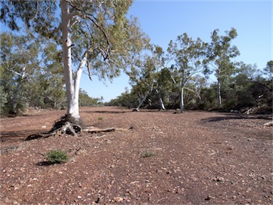 APII jpeg image of Eucalyptus camaldulensis subsp. obtusa  © contact APII