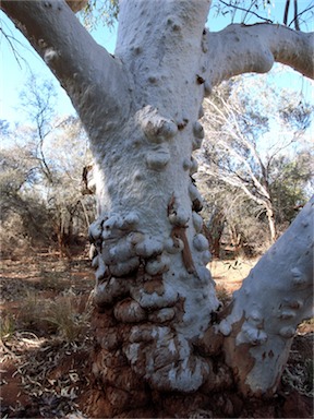 APII jpeg image of Eucalyptus camaldulensis subsp. obtusa  © contact APII