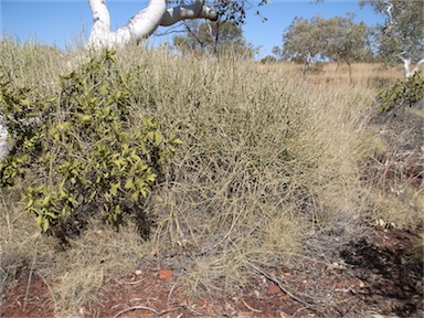 APII jpeg image of Cynanchum viminale subsp. australe  © contact APII