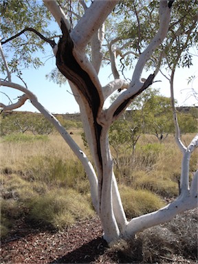 APII jpeg image of Eucalyptus leucophloia  © contact APII