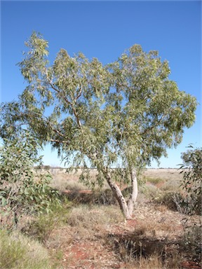 APII jpeg image of Corymbia hamersleyana  © contact APII