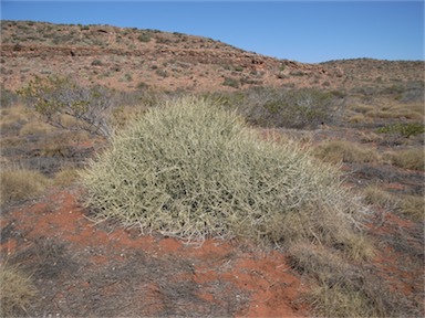 APII jpeg image of Cynanchum viminale subsp. australe  © contact APII