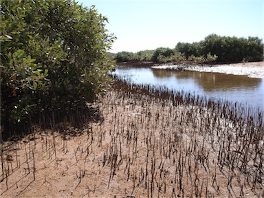 APII jpeg image of Avicennia marina  © contact APII