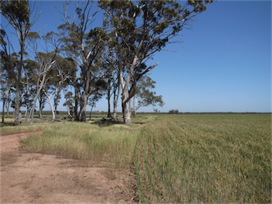 APII jpeg image of Eucalyptus salmonophloia  © contact APII