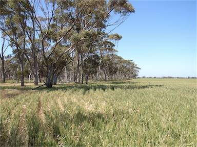 APII jpeg image of Eucalyptus salmonophloia  © contact APII