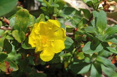 APII jpeg image of Hibbertia improna  © contact APII