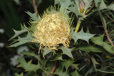 APII jpeg image of Banksia arborea  © contact APII