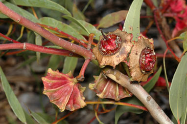 APII jpeg image of Eucalyptus kingsmillii  © contact APII