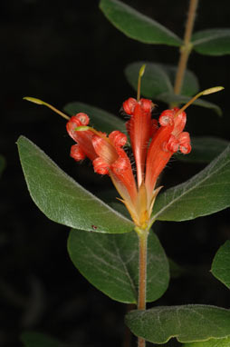 APII jpeg image of Lambertia orbifolia  © contact APII