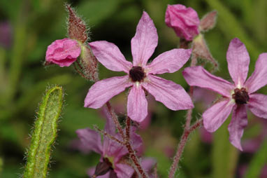 APII jpeg image of Lysiosepalum abollatum  © contact APII