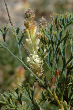 APII jpeg image of Grevillea althoferorum  © contact APII