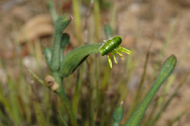 APII jpeg image of Anigozanthos viridis subsp. terraspectans  © contact APII