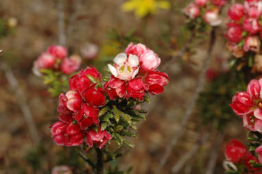 APII jpeg image of Chamelaucium drummondii subsp. hallii  © contact APII