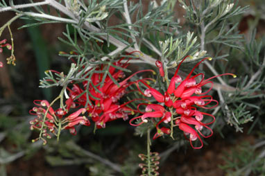 APII jpeg image of Grevillea preissii subsp. glabrilimba  © contact APII