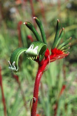 APII jpeg image of Anigozanthos manglesii  © contact APII