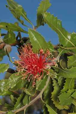 APII jpeg image of Banksia ilicifolia  © contact APII