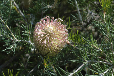 APII jpeg image of Banksia scabrella  © contact APII