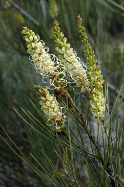 APII jpeg image of Grevillea candicans  © contact APII